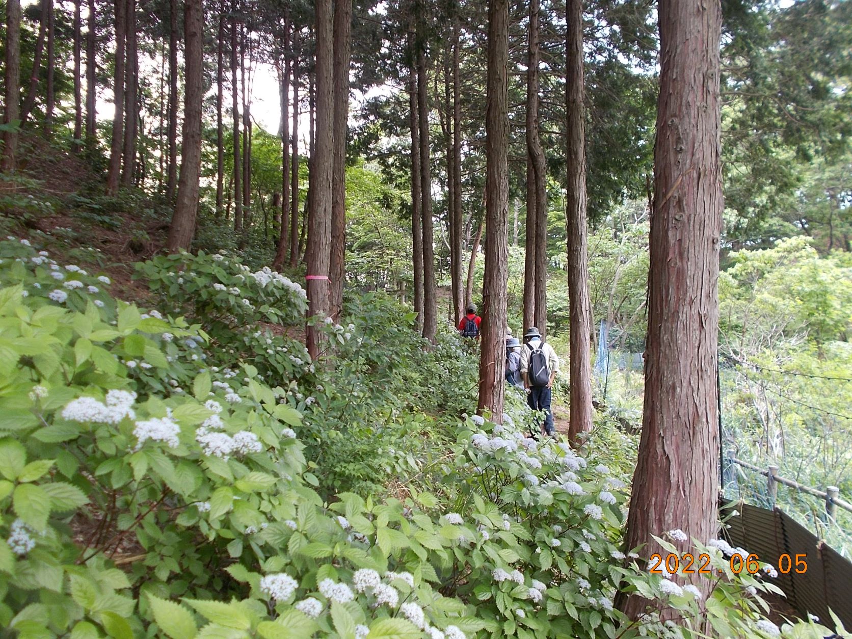 山門水源の森③ | 奥びわ湖観光ボランティアガイド協会