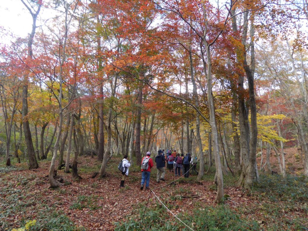 11月20日(日)奥びわ湖ハイキング 「生物多様性の山門水源の森へ」を実施しました | 奥びわ湖観光ボランティアガイド協会