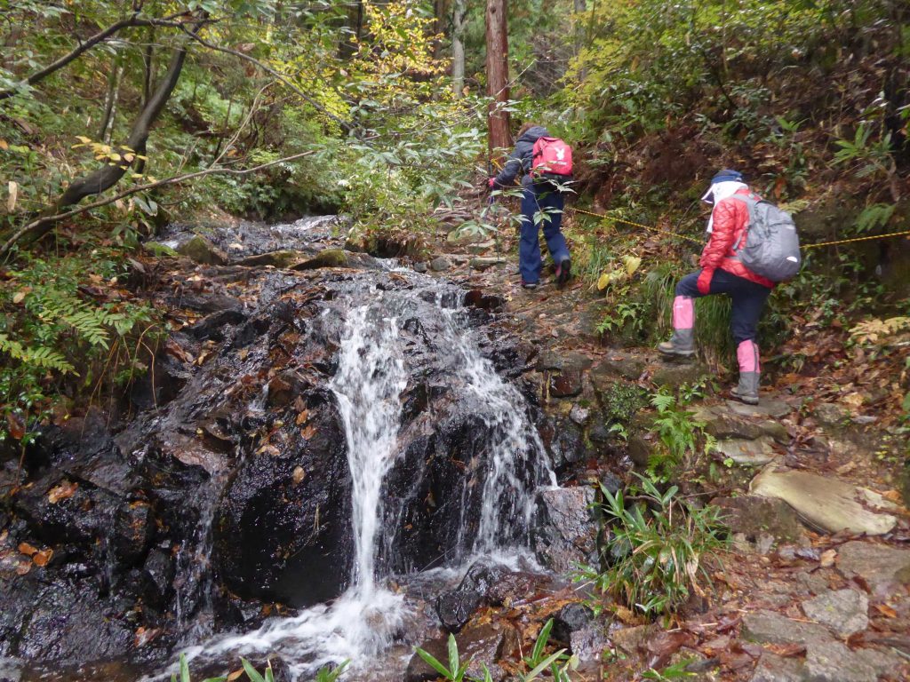 11月19日(日)奥びわ湖ハイキング (寒地性と暖地性が混じり合う植生地) 山門水源の森の紅葉を満喫しよう! | 奥びわ湖観光ボランティアガイド協会