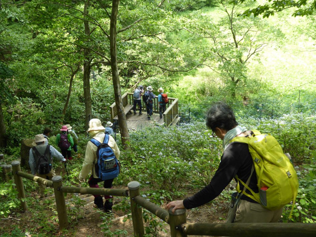 6月2日(日)JRハイキング(ササユリとコアジサイの群落に酔う) 山門水源の森が輝く季節 | 奥びわ湖観光ボランティアガイド協会