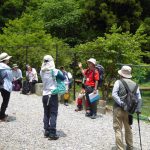 6月2日（日）JRハイキング（ササユリとコアジサイの群落に酔う） 山門水源の森が輝く季節