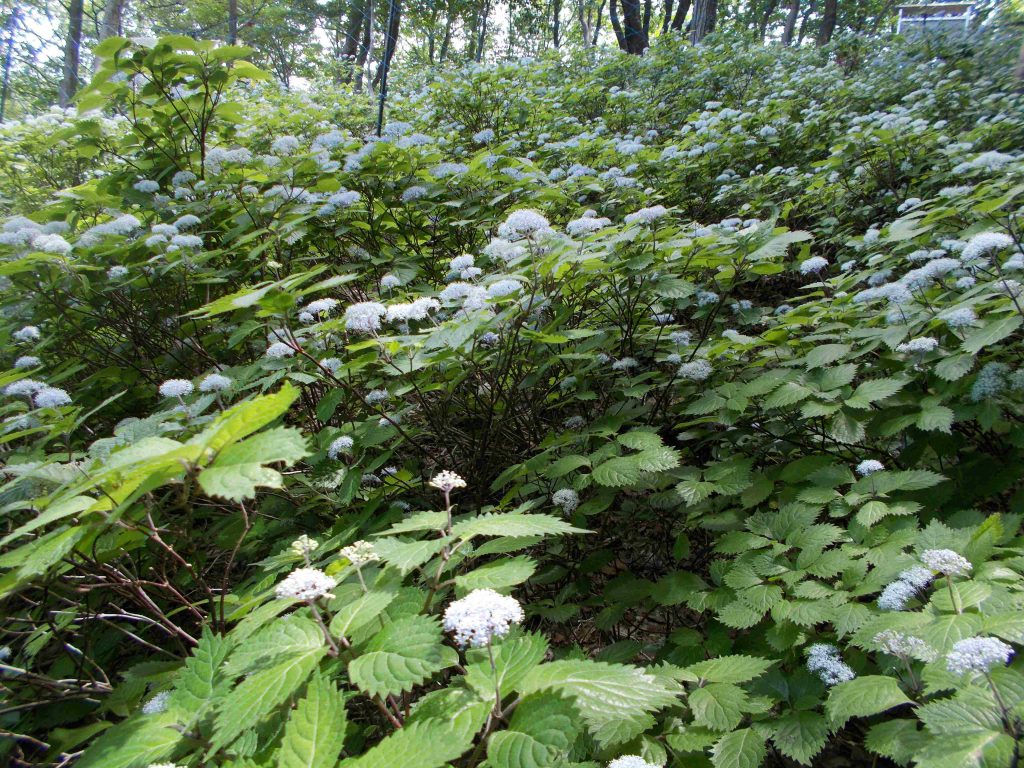 6月7日(土)JRハイキング(ササユリとコアジサイの群落に酔う) 生物多様性の山門水源の森へ | 奥びわ湖観光ボランティアガイド協会